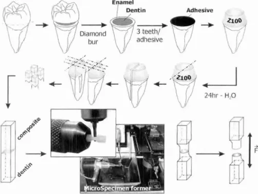 Fig.  1.  Schematic presenting the experimental design  of micro-tensile bond strength  testing