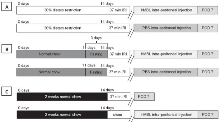 Fig 1. hMBL reconstitution experimental setup. Three groups of experimental animals divided further into subgroups were used for the reconstitution experiment