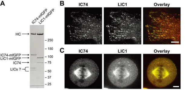 Figure 7. Fluorescent LIC1 as a probe for cytoplasmic dynein. A. LIC1-mfGFP was purified from lysate of the LIC1-mfGFP expressing cells by StrepTrap chromatography and the protein composition was compared with that of the purified IC74-mfGFP fraction