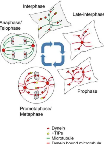 Figure 8. Schematic drawing of cell cycle-dependent dynamic behavior of cytoplasmic dynein in HeLa cells