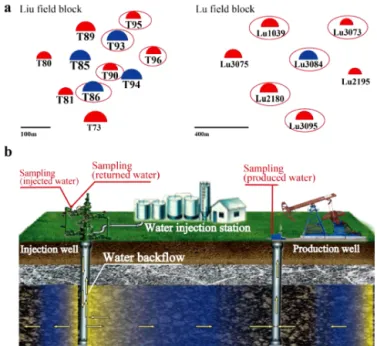 Figure 1. Schematic diagram showing (a) the distribution of the injection and production wells of the Liu and Lu field blocks, and (b) the wellhead and downhole of injection and production wells, and the location where the water samples were collected