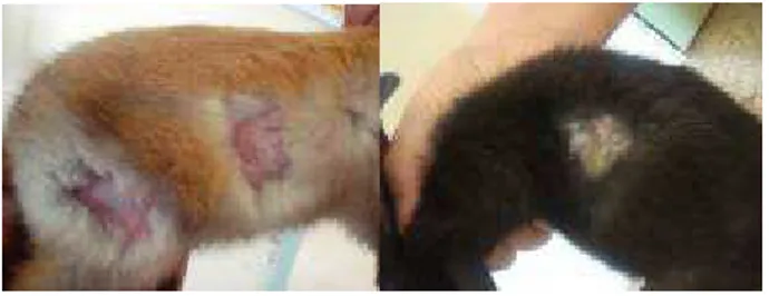 Fig  11:  Cutaneous  lesions  of  experimentally  infected  rabbit  after  7  days  from  inoculation  with  T