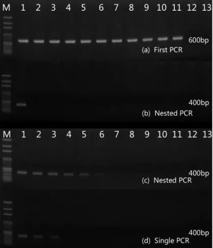 Fig 4. Specificity and sensibility of nested PCR. A 600-bp PCR product were amplified from all fungal samples (a) and a 400-bp PCR product was amplified from T