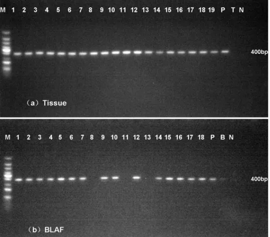 Fig 5. Nested PCR assays in fresh lung tissues (a) and BALF (b). A 400-bp specific product was amplified in most of samples