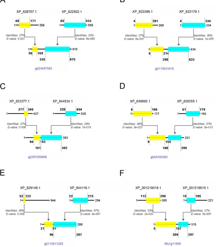 Figure 3. Selected gene fusions identified in this study. Schematic alignment of the T