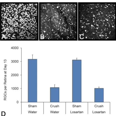 Fig 3. Losartan is not neuroprotective in a crush model of axon injury. Images of RGCs stained with Sncg from the sham losartan group (A), crush water group (B) and crush losartan group (C), showing no difference in RGC survival from losartan treatment fro