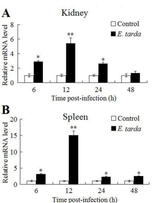 Fig 3. CsBAFF expression in response to bacterial infection. Tongue sole were infected with or without (control) Edwardsiella tarda, and CsBAFF expression in kidney (A) and spleen (B) was determined by quantitative real time RT-PCR at various time points