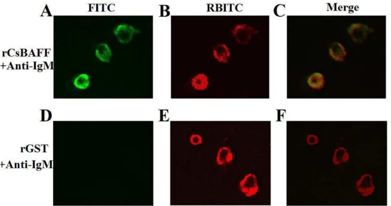 Fig 4. Binding of rCsBAFF to lymphocytes. Tongue sole lymphocytes were incubated with rCsBAFF (A and B) or rGST (D and E), and the cells were treated with FITC-labeled antibody (A and D, for detecting His-tagged protein) or RBITC-labeled antibody (B and E,