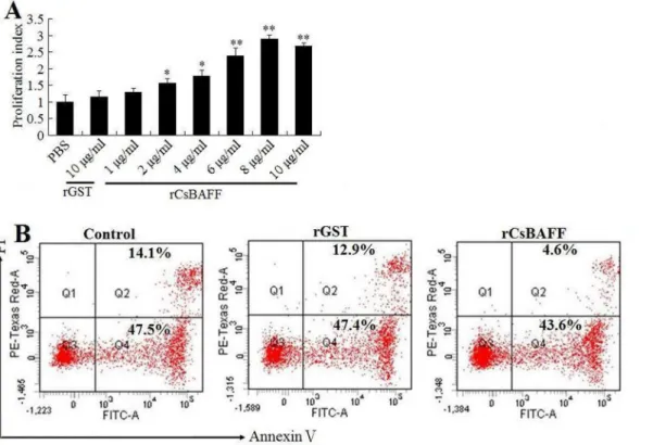 Fig 5. Effect of rCsBAFF on the proliferation and survival of lymphocytes. (A) Tongue sole lymphocytes were incubated with different concentrations of rCsBAFF or rGST, and cellular proliferation was determined by MTT assay