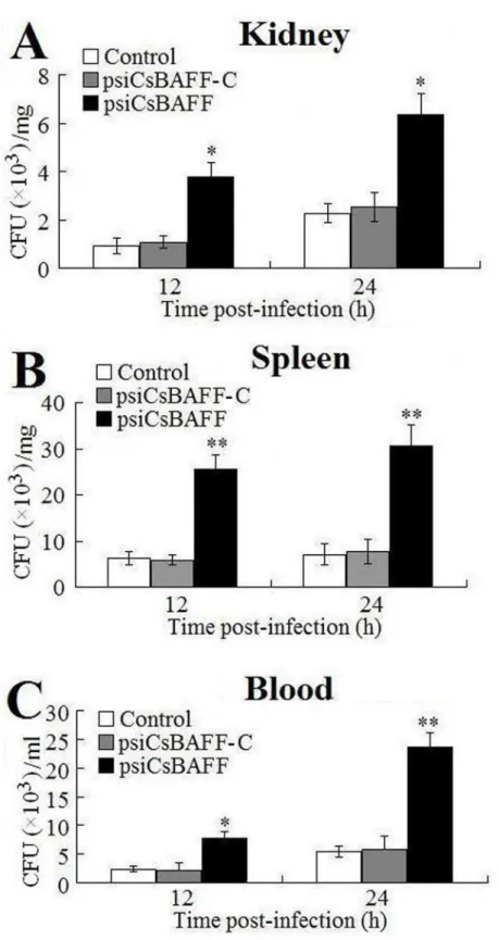 Fig 8. Effect of CsBAFF knockdown on bacterial infection. Tongue sole administered with psiCsBAFF, psiCsBAFF-C, or PBS (control) were infected with Edwardsiella tarda, and the amount of bacteria in kidney (A), spleen (B), and blood (C) was determined at di