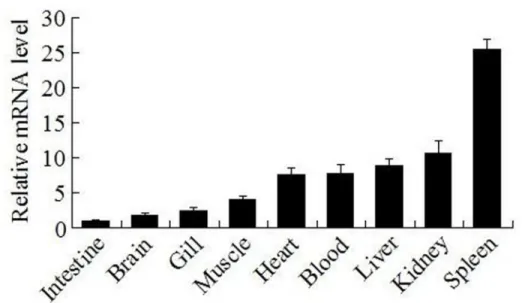 Fig 2. CsBAFF expression in fish tissues under normal physiological condition. CsBAFF expression in the intestine, brain, gill, muscle, heart, blood, liver, kidney, and spleen was determined by quantitative real time RT-PCR