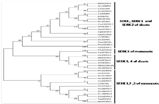 Figure  4.    Molecular  Phylogenetic  anaylsis  of  SERK  proteins  from  different  plant  species  by  Maximum  Likelihood  method