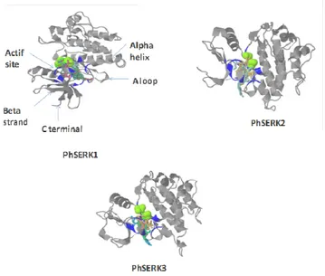 Figure  5.  Three-dimensional  structure  with  ligand  binding  sites  of  PhSERKs.  The  different  parts  of  the  protein  are  shown  in  the  figure