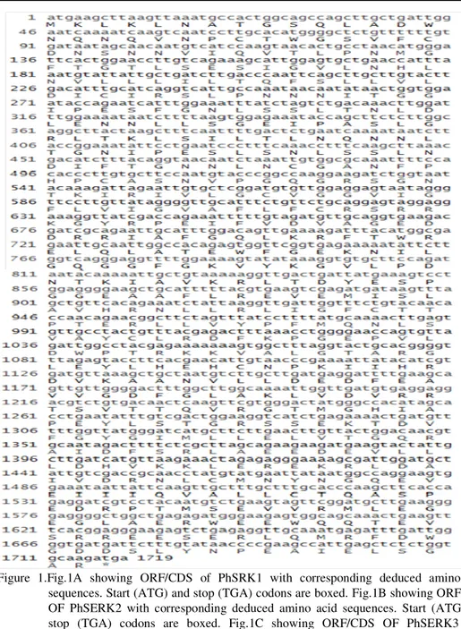 Figure  1.Fig.1A  showing  ORF/CDS  of  PhSRK1  with  corresponding  deduced  amino  acid  sequences