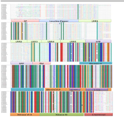 Figure 2. Multiple sequences alignment of predicted amino acid sequences of SERK family protein kinases Accession  numbers  of  SERKs  included  in  this  analysis  are  as  follows:  AcSERK1(Ananas comosus),  AEC46975.1; 