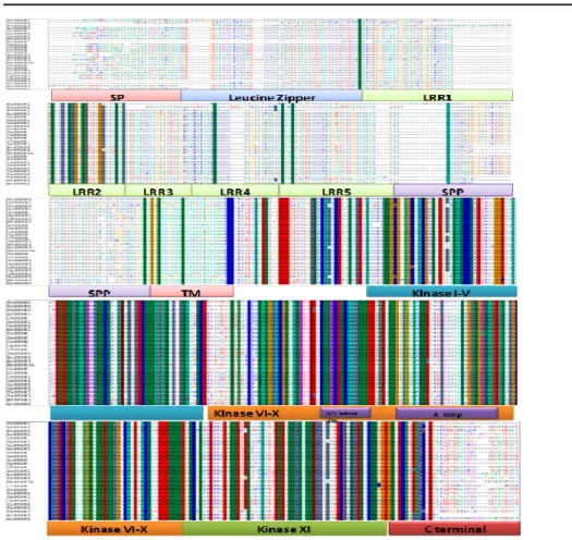 Figure 2. Multiple sequences alignment of predicted amino acid sequences of SERK family protein kinases Accession  numbers  of  SERKs  included  in  this  analysis  are  as  follows:  AcSERK1(Ananas comosus),  AEC46975.1; 