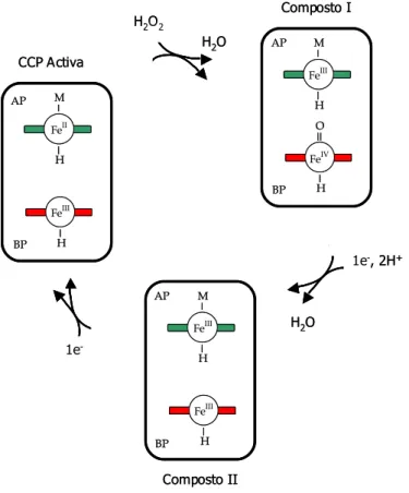 Figura I.1.1. Ciclo catalítico proposto por Ellfolk e Ronnberg para a CCP de Ps. aeruginosa