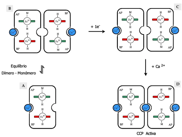 Figura I.1.5. Mecanismo de activação da CCP de Pa. denitrificans. Modelo I. A (monómero) e B