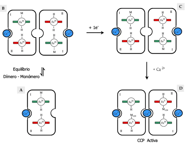 Figura I.1.6. Mecanismo de activação da CCP de Pa. denitrificans. Modelo II.  A (monómero) e  B