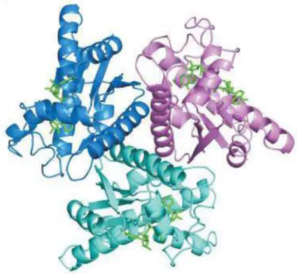 Fig. 1 Trimeric structure of AK mar , the trimeric interface consists of a three helix bundle