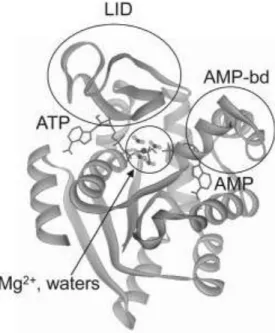 Fig. 3 Structure of AK from E. coli on the closed conformation; ATP, and AMP are in stick  representation;  the  Mg 2+ atom  and  its  4  coordinating  water  molecules  are  in  a  ball-and-stick  representation [46]