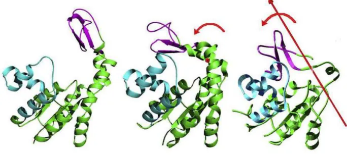 Fig. 4 Overal structural comparison of human AK4 Lys171Pro mutant with the native  AK4 in open and closed form (left is native AK4 open form, middle is native AK4 bound with  GP5 in close form and right is the AK4 Lys171Pro [49]
