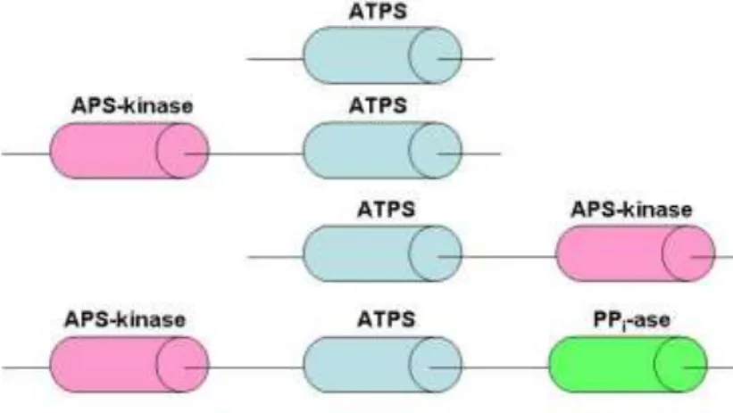 Fig. 6 Structural architecture of the ATPS family of proteins. 
