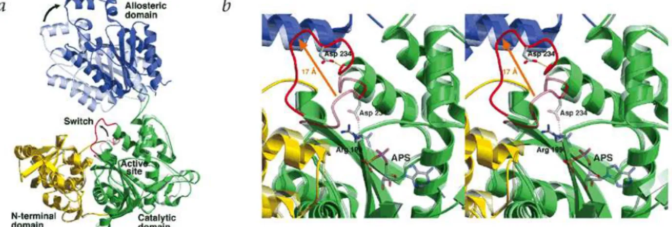 Fig.  10.  Conformational  changes  observed  in  the  R-to-T  allosteric  transition