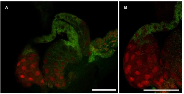 Fig. 1 Whole mount in situ hybridization: analysis of the distribution of FITC-labeled (green) Asaia bacteria in  Anopheles gambiae salivary glands stained with propidium iodide (red) observed by confocal microscopy