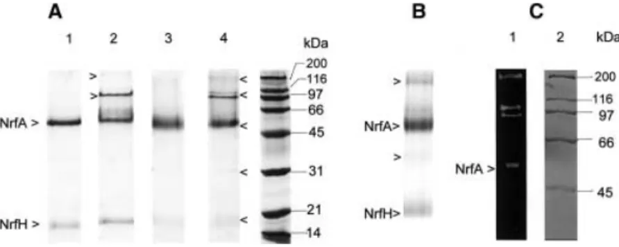 Figure 1A shows the SDS/PAGE of purified ccNiR upon different treatments. The complex dissociates into an intense band of 61 kDa (NrfA) and a band of weak intensity of 19 kDa (NrfH), confirming its hetero-oligomeric nature (Fig