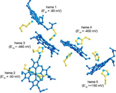 Fig. 7. Relative spatial arrangement of D. desulfuricans ATCC 27774 NrfA hemes groups