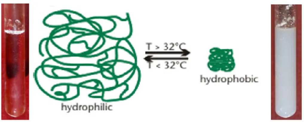 Figure 1.7– Typical behaviour of a thermoresponsive polymer. PNIPAAm case: soluble in a aqueous solution  below the LCST and insoluble above this temperature   