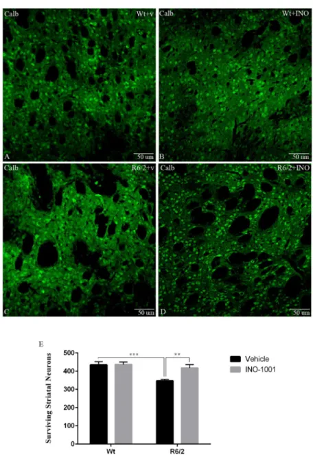 Fig 5. Effects of INO-1001 treatment on striatal neuron number in R6/2 mice. Confocal laser scanning microscopy images of single-label immunofluorescence for the marker of the medium spiny neurons, Calbindin D-28K (green), in the striatum of a vehicle trea
