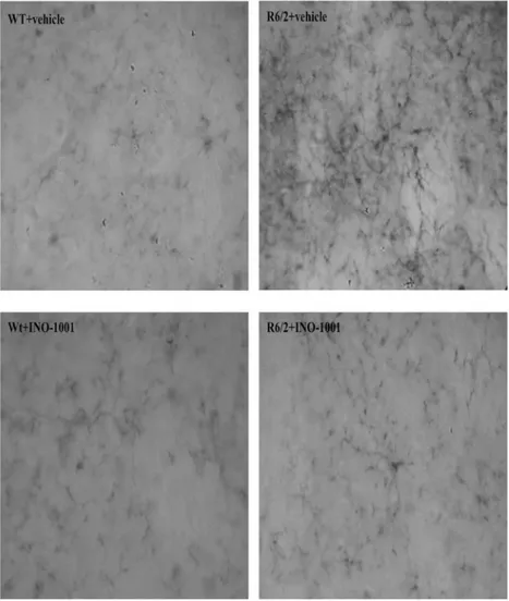 Fig 6. Effects of INO-1001 treatment on reactive microglia. Representative photomicrographs of DAB immunohistochemistry for the marker of activated microglia, CD11b, in the striatum of a vehicle treated wild type (A), INO-1001 treated wild-type (B), vehicl