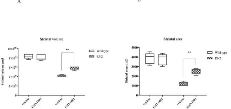 Fig 4. Quantification of differences in striatal volume. (A) Two-way ANOVA indicated a statistically significant effect of genotype (F(1,16) = 272,6;