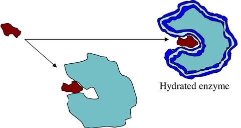 Figure 1.4 –  The role of essential water as molecular lubricant of the enzyme structure