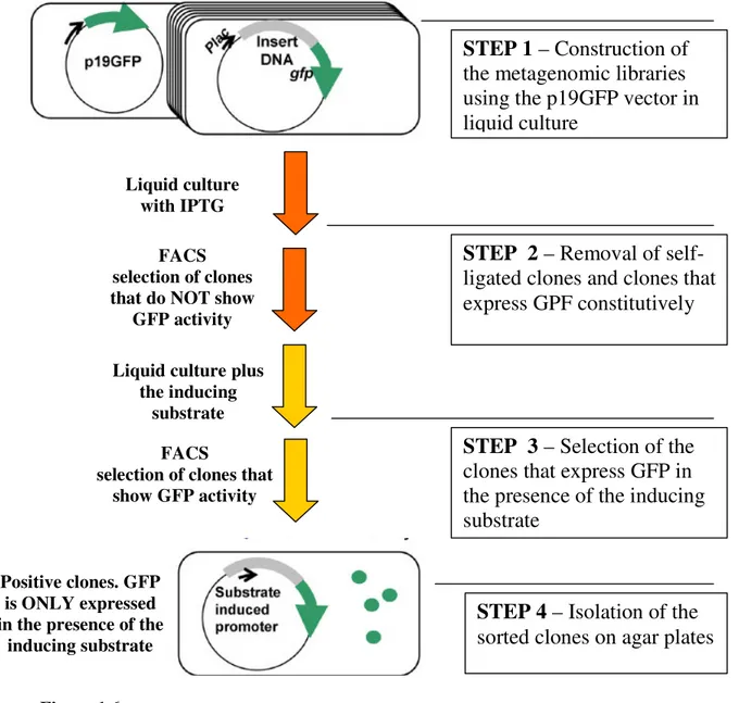 Figure 1.6 –  Schematic diagram of the SIGEX process (adapted from reference 21). 