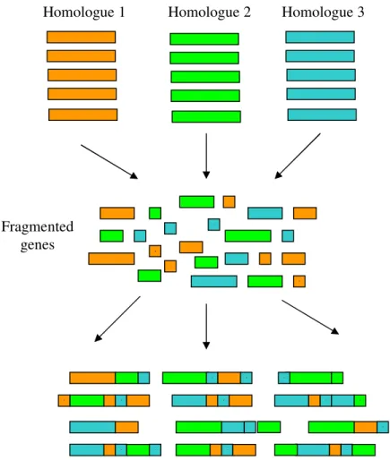 Figure  1.8  -  Schematic representation of DNA shuffling. Several homologous genes are fragmented,  creating  a  pool  of short fragments