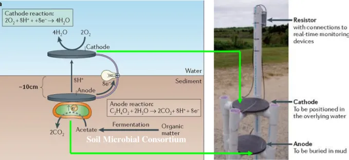 Figure 1.12  – Example of microbial fuel cell developed by Lovley et al. (adapted from reference 71)