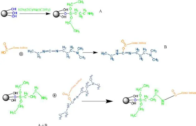 Figure 3-3 Covalent coupling between aminated MNPs and EDC functionalized Gum  Arabic 