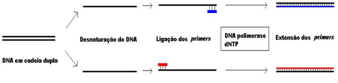 Figura 1.2 – Representação esquemática das várias etapas de um ciclo duma reacção de PCR  Adaptado de [22] 