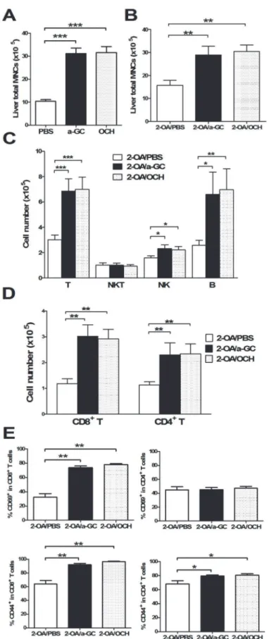 Fig 3. OCH administration increased cell infiltrates and activation of T cells in mice