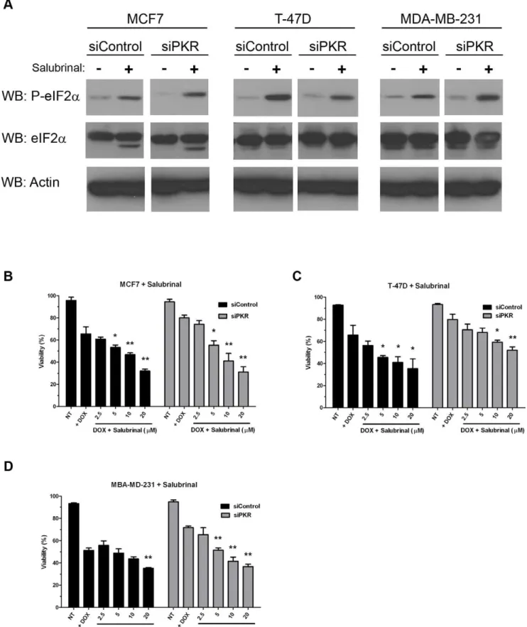 Figure 7. Phosphorylation of eIF2a increases breast cancer cell line sensitivity to doxorubicin