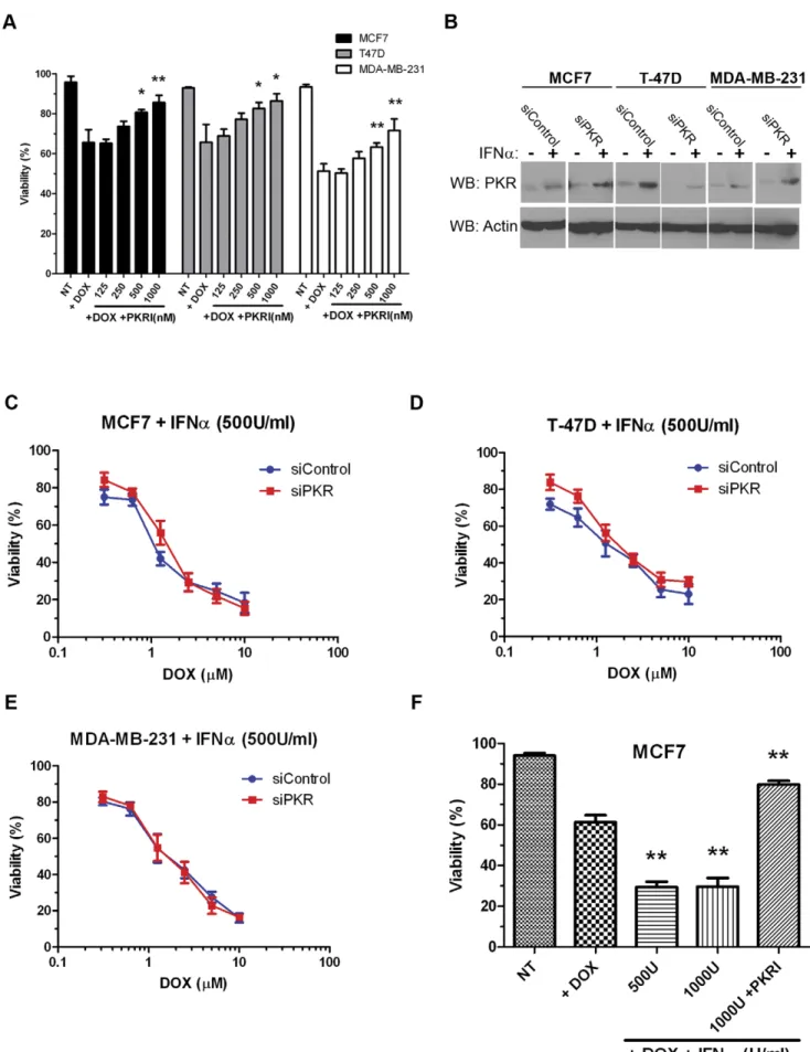 Figure 5. PKR activity and expression promotes sensitivity to doxorubicin. A. Breast cancer cell lines were treated with either 2.5 mM doxorubicin (DOX) or co-treated with 2.5 mM DOX and increasing concentrations of PKR inhibitor (PKRI) for 48 hours