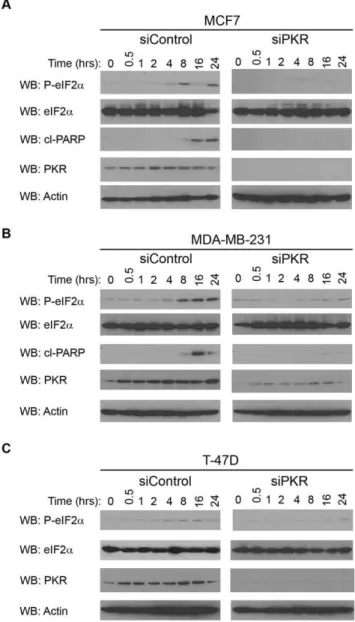 Figure 6. PKR expression is required for eIF2a phosphorylation following treatment of breast cancer cell lines with  doxorubi-cin