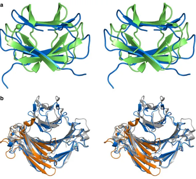 Fig. 6 Stereo view of the ribbon representation of the superposi- superposi-tions of the three SOR classes and DgDx