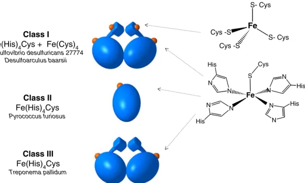 Fig. 1 Schematic representation of the three superoxide reductase (SOR) classes. The organism from which a crystal structure has been determined is indicated for each class