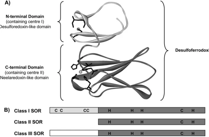 Fig. 1 a Model structure of Desulfovibrio vulgaris (Dv) superoxide reductase (SOR), a representative of class I SOR