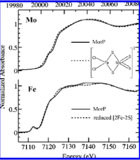 Figure 2 shows the molybdenum K near-edge spectrum of MorP. The near-edge spectra are sensitive to electronic structure of the metal center