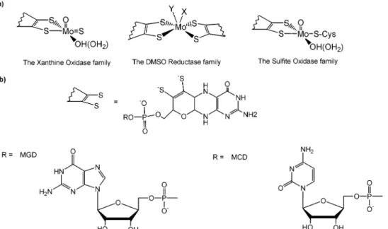 FIGURE 1. (a) Active-site structure of the three families of mononuclear molybdenum- and tungsten-containing enzymes